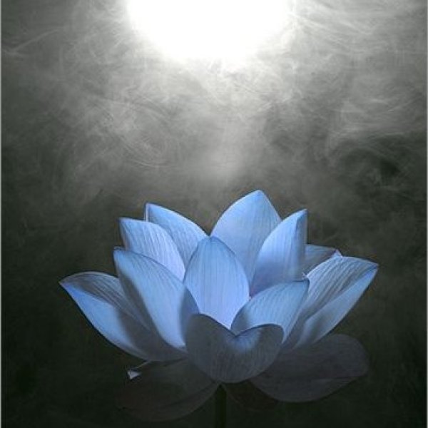 Цветок лотоса ночью