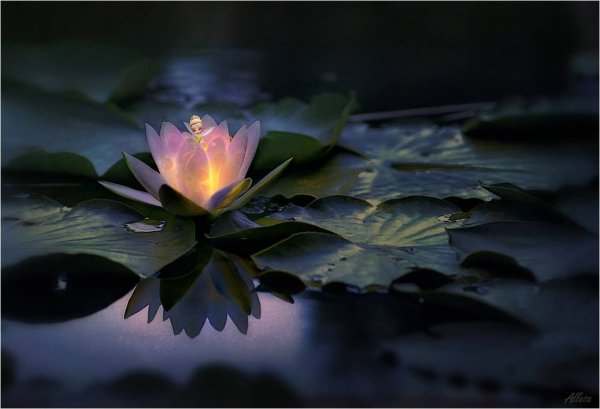 Ненюфар цветок