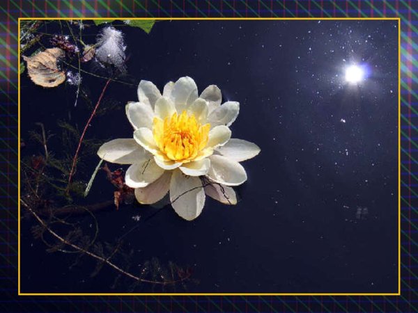 Сантана лунный цветок