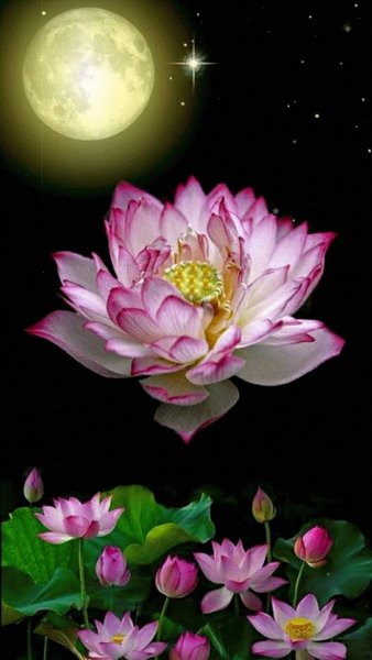 Ночной цветок