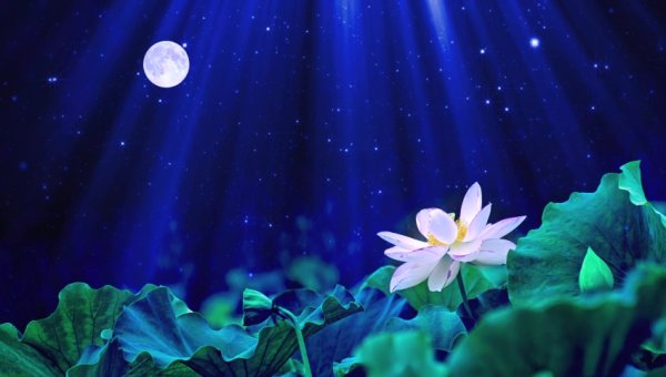 Кувшинки в лунном свете