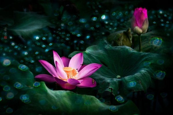 Сказочный Лотос