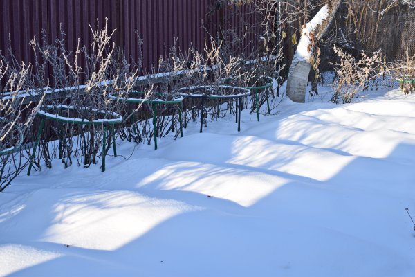 Огород в зиму грядки