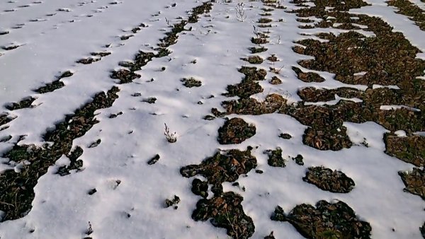 Грядки под снегом