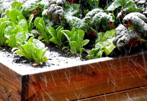 Снег в огороде