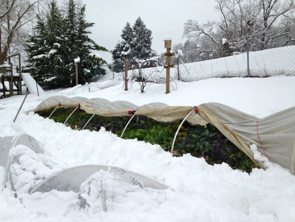 Укрытие снегом растений