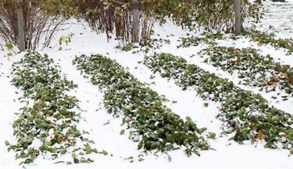 Укрываете клубники лапником