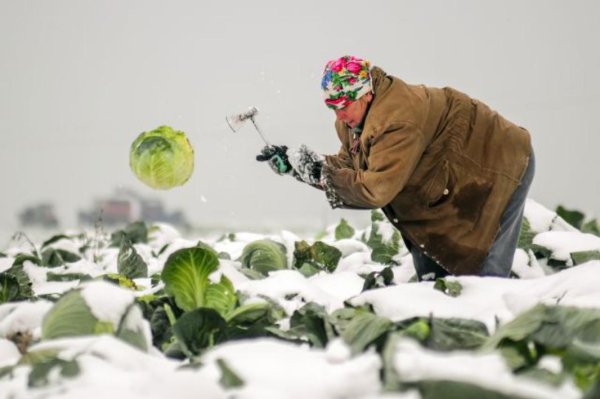 Огород под снегом