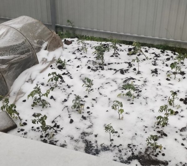 Замершие помидоры рассада