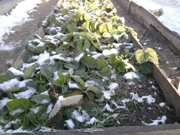 Мульчирование Виктории хвоей