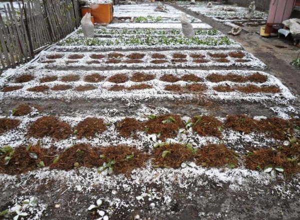 Укрытие клубники на зиму