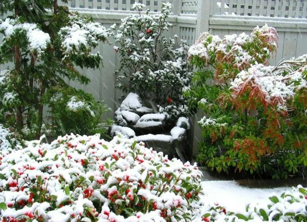 Цветник зимой