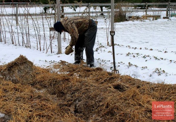 Укрыть клубнику на зиму