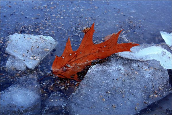 Ледяная лужа