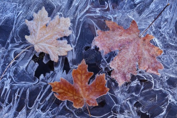 Кленовые листья вмерзшие в лед