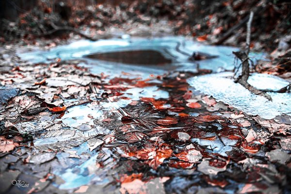 Замерзшая лужа