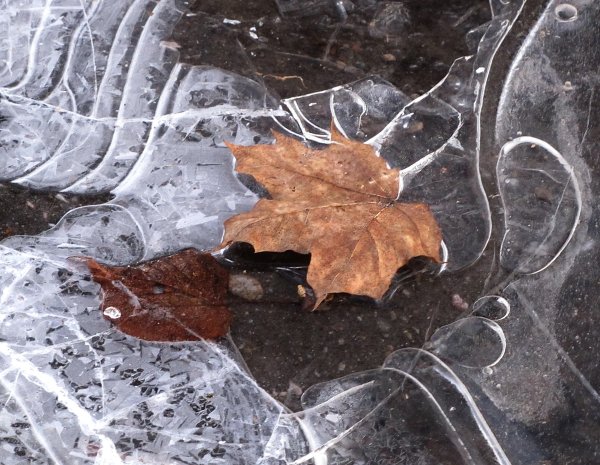 Первый лед на лужах