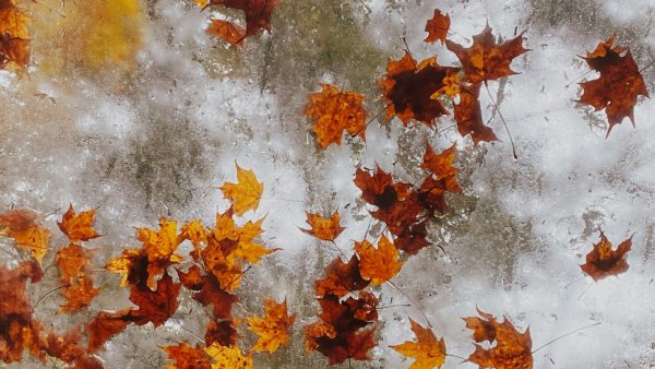 Замерзший клен