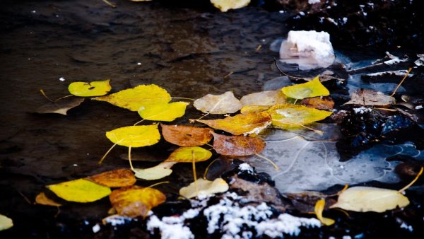 Осень лужи листья