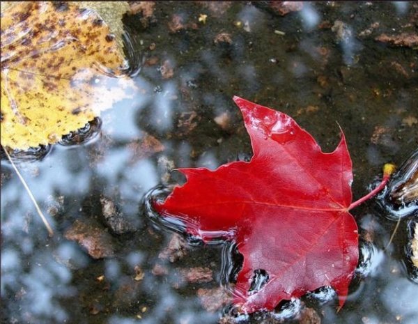 Кленовый лист в луже