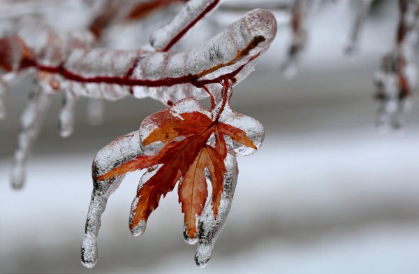 Деревья во льду