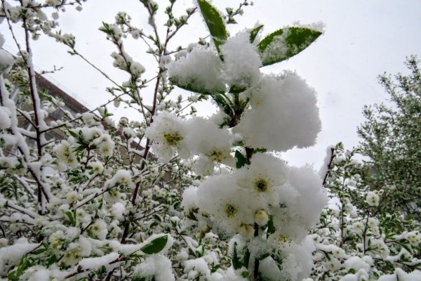 Снежок в мае