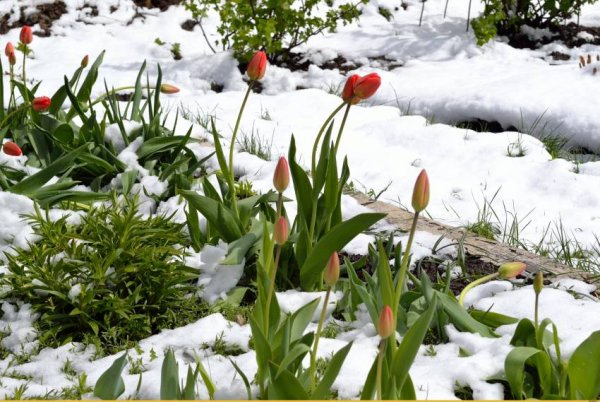 Снег весной