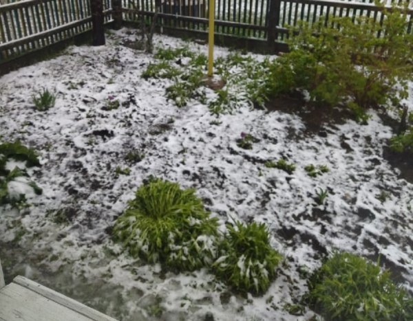 Летний снег