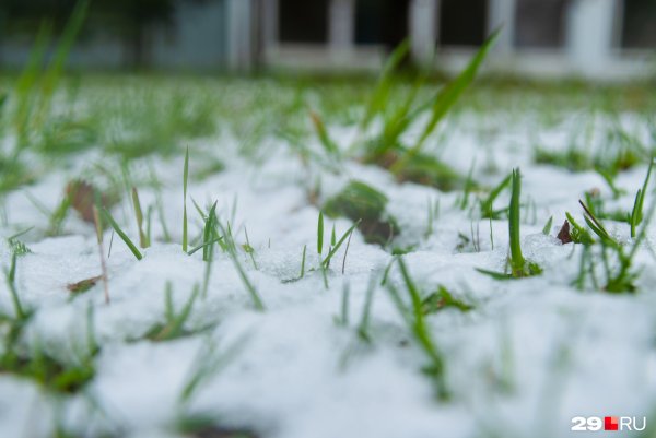 Растения под снегом