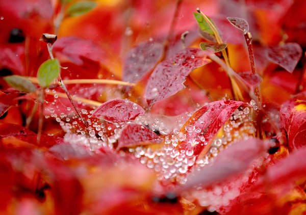 Нежные краски осени