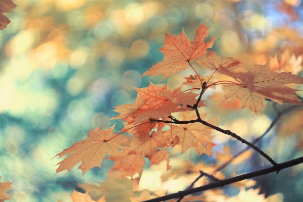 Нежная осень