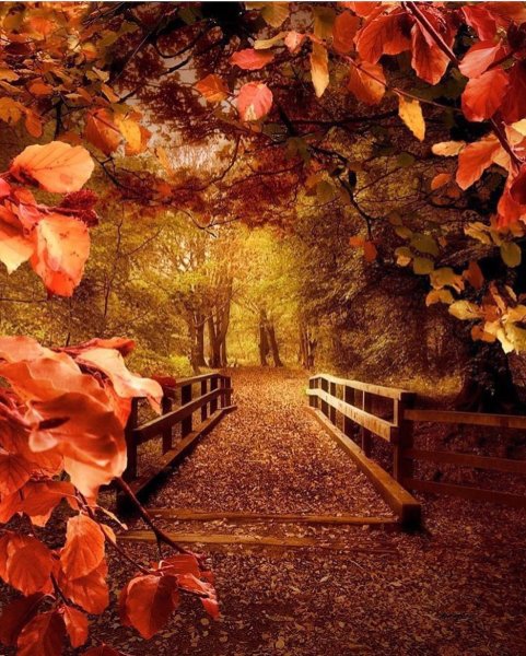 Осень аллея