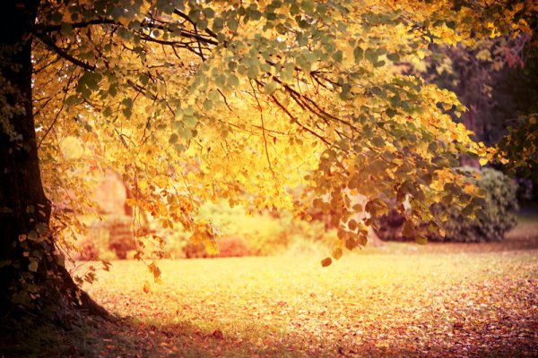 Осень нежно