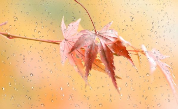 Нежный листик