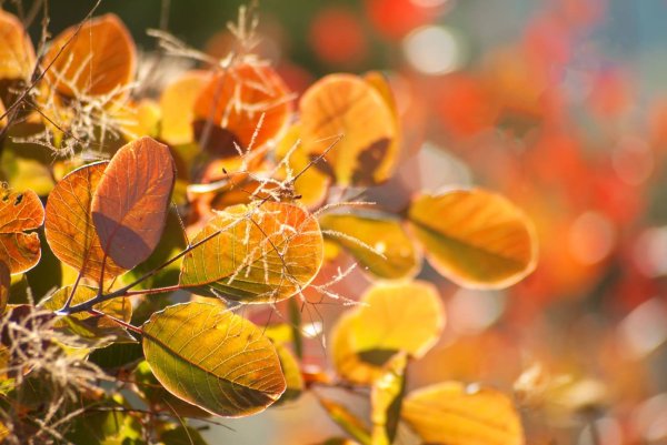 Осень солнце цветы