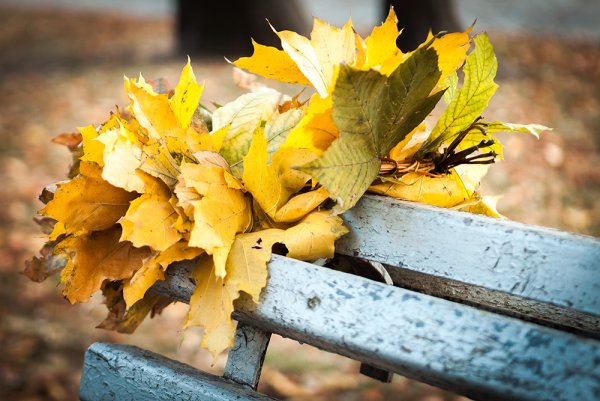 Фотоконкурс осеннее Вдохновение