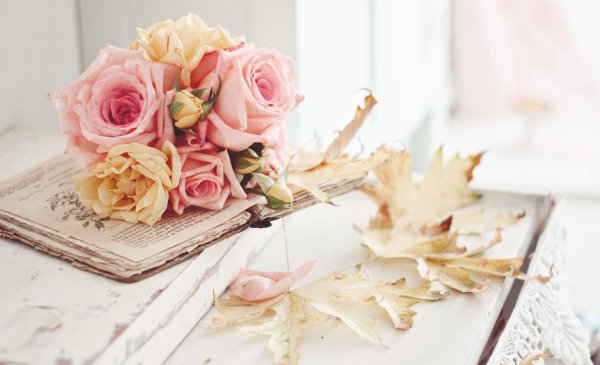 Прекрасные нежные цветы