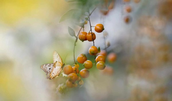 Нежная природа осени