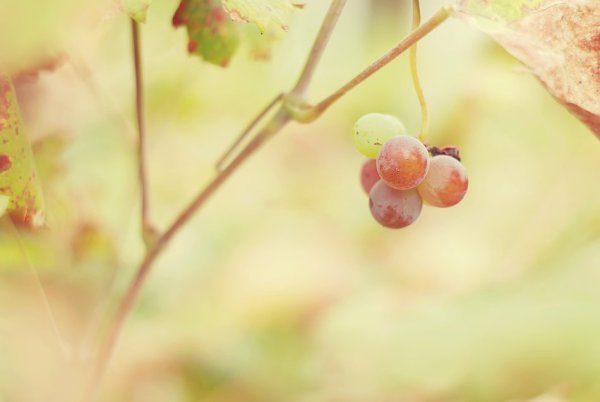 Осень нежность