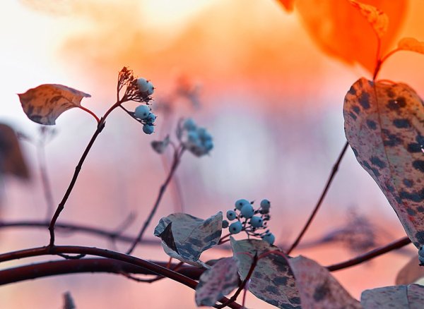 Нежная природа осени