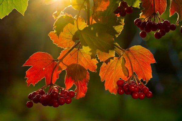 Осень нежность