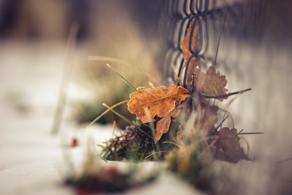 Осень Макросъемка