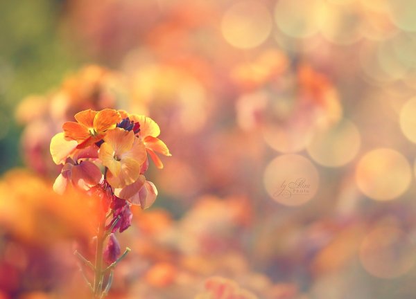 Нежные оранжевые цветы