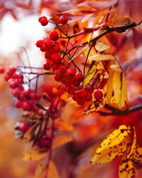 Гроздь рябины осень