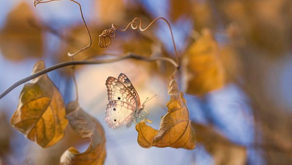 Мотыльки осенью