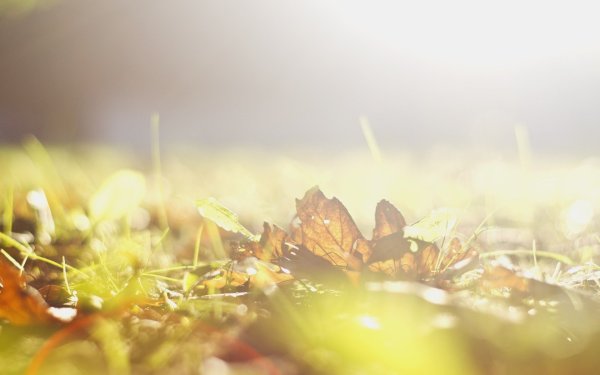 Нейтральный фон осень