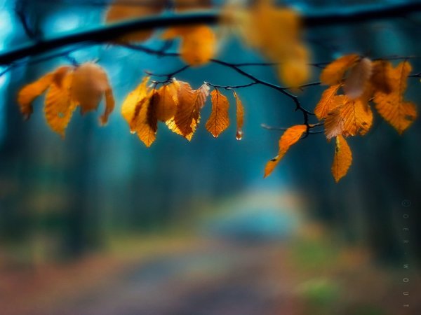 Нежность осенней природы