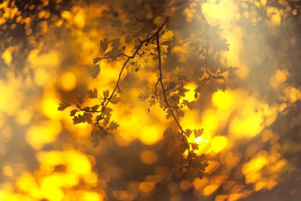 Осень нежно