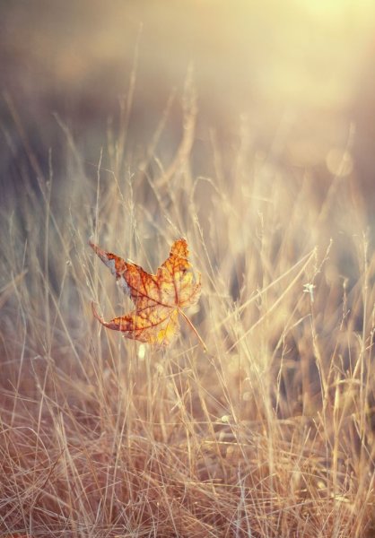 Осень в мягких тонах