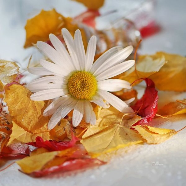 Осенний букет ромашек
